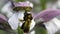 Wild black and shiny Carpenter Bee collecting pollen from a flow