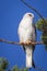 Wild Black-shouldered Kite, Sunbury, Victoria, Australia, April 2018