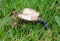 Wild black slug seen eating parts of a mushroom on a lawn.