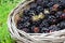 Wild blackberries in basket