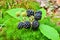 Wild blackberries in green moss