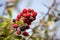 Wild Blackberries ripening in the autumn sunshine near little Haven in Pembrokeshire