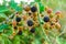 Wild blackberries ripening during the fall