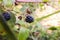 Wild blackberry fruits forming thickets near the forest