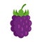 Wild blackberry icon flat isolated vector