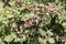 Wild blackberry Rubus fruticosus
