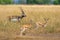wild blackbuck or antilope cervicapra or indian antelope herd group family together in pattern in grassland of tal chhapar