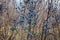 Wild blackthorn. Blue blackthorn berries on the branch at the late fall