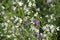 Wild ble and white flowers with defocused background