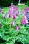 Wild bleeding-heart Dicentra eximia