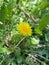 A Wild Blooming Dandelion Bending Over as a Russian Honeybee Flies Away