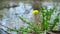 Wild blooming dandelion swaying in wind on shore of pond in park. Spring flowers near lake