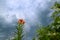 wild blooming orange lily flowers on beautiful blue Thunder Sky background. Closeup