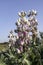 Wild blooming pink lupins close-up in the morning sun