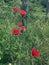 Wild blooming scarlet poppies at the village fence