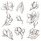 Wild blossom of magnolia flower, plant isolated sketches