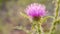 Wild blossoming weed in garden - wall-paper for a desktop