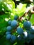 Wild blue berries in the darden