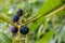 Wild Blue Berry Plant with Green Leaves