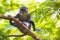 Wild blue or diademed monkey Cercopithecus mitis primate in a evergreen montane bamboo jungle habitat