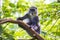 Wild blue or diademed monkey Cercopithecus mitis primate in a evergreen montane bamboo jungle habitat