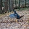 Wild blue head female turkey waving wings