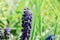 Wild blue hyacinth muscari plant with bulbs