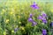 Wild Blue Larkspur Flower