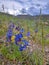 Wild Blue Penstemon, or Penstemon Cyaneus, flowers growing in a valley in Yellowstone National Park, with Cloudy sky and mountains