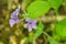 Wild Blue Phlox Wildflowers - Phlox divaricate - 2