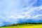 Wild blue sky over yellow field green trees all look as colorful landscape, clear landscape.