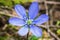 Wild blue spring flower