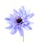 Wild blue Succory flower, Cichorium intybus