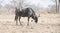 Wild Blue Wildebeest (Connochaetes taurinus) Standing in Africa