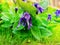 Wild bluebell flowers. Violet gentle campanula flowers