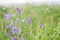 Wild Bluebells field, , countryside view