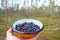 Wild blueberries /bilberries/ and lingonberries collected into a plate in the pine tree forest