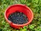 Wild blueberries, blueberry harvesting tool