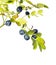 Wild blueberries branch
