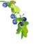 Wild blueberries branch