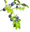 Wild blueberries branch