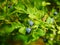 Wild blueberries on a branch close-up