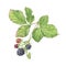 Wild Blueberries. Hand-drawn watercolour illustration. Green leaves, brunch