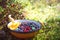 Wild blueberries and lingonberries with chanterelle mushroom in bowl on ground among moss