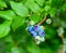 Wild blueberries ripening