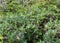 Wild Blueberries Ripening on Bush