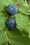 Wild blueberry