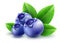 Wild blueberry berries with green leaves isolated. Illustration.