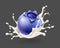 Wild blueberry berry falling into milk yoghurt splash. Vector illustration.