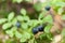 Wild blueberry bush, cultivated agriculture